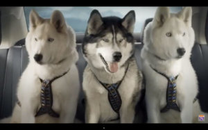 Huskies say 'mush' to Suzuki
