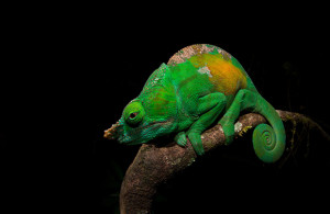 My Favourite Location: Dale Morris on Madagascar