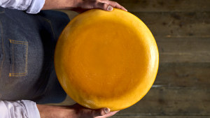 New IFF culture eliminates curd-washing in cheesemaking