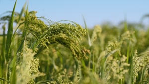 Sustainable brewing with IFF calculations