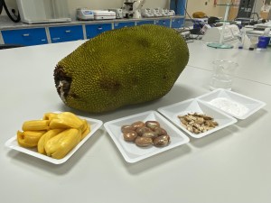 Jackfruit seeds the key for &lsquo;indispensable&rsquo; lactic acid 