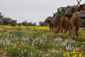 Wildflowers on display in the Simpson Desert