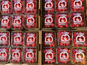 Santa pops onto raspberry packs in QLD