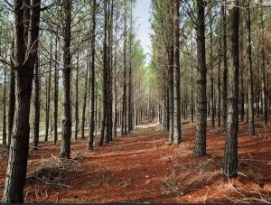 Impact launches world-first sustainable forest initiative