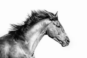 The art of equine - how to photograph horses (Part two)
