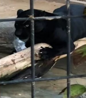 Selfie responsible for jaguar attack