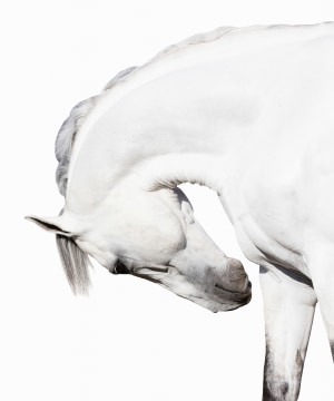 The art of equine - how to photograph horses (Part one)
