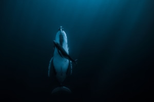 Australian photographer takes out $120,000USD prize in global photography competition
