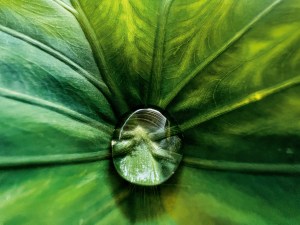 Apple announces Shot on iPhone Macro Challenge winners
