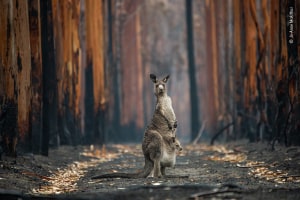 25 images from the Wildlife Photographer of the Year People&rsquo;s Choice Award 