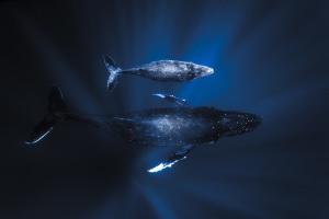 2021 edition of the Prints for Wildlife fundraiser launches today