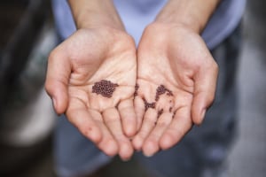 Funding boost for bush medicine