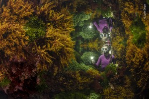 High praise for Australians at 2021 Wildlife Photographer of the Year