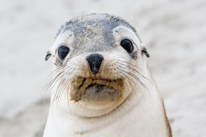Four tips for better wildlife shots