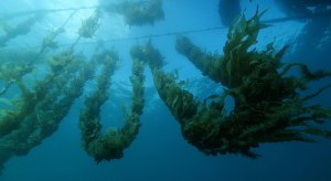 Peak body launched for seaweed industry