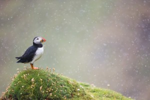 The new big 5: 20 stunning wildlife photos from the world's best