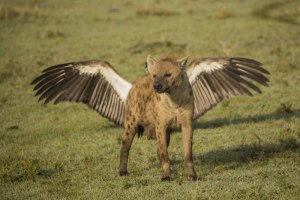 2018 Comedy Wildlife Photography Awards: Finalists revealed
