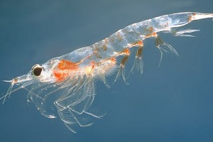 Aker BioMarine responds to krill oil availability reports