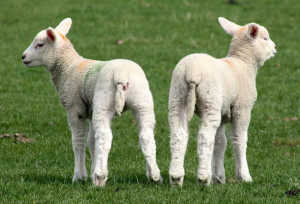 JBS stands down 260 and halves lamb production