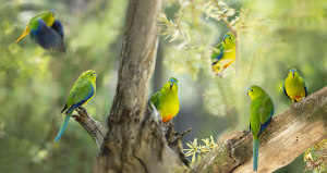 The annual BirdLife Australia Bird Week exhibition opens in Sydney today