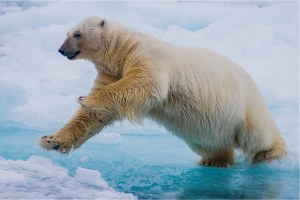 Behind the Lens: Leaping polar bear