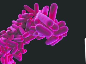 Legionella, health and the built environment