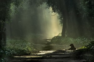 Winners of 10 Years of Remembering Wildlife photo contest revealed
