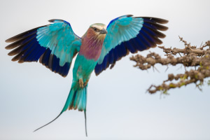 Six common mistakes wildlife photographers make