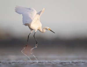 Bird photography 101: Capturing flight (Part two)