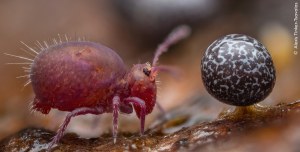 Wildlife Photographer of the Year set to open 15 May in Sydney