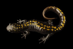 National Geographic Photo Ark celebrates 18th year with 16,000th photo