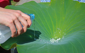 RMIT develops lotus leaf inspired bioplastic 