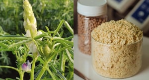 WOA to become world&rsquo;s largest lupin protein producer