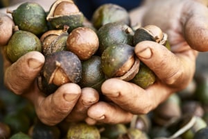 Macadamia growers go greener