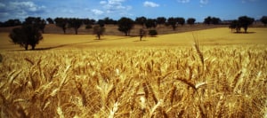 Manildra expands ethanol production