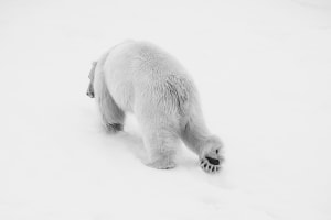 Vital Impacts print sale aims to raise $1 million for conservation efforts