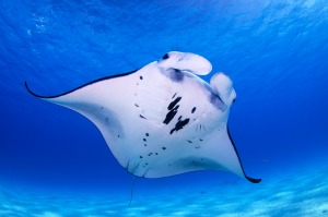 Behind the lens: Underwater citizen scientist