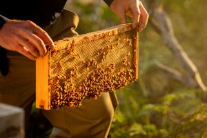 Manuka trademark buzz