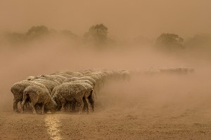 AP's free monthly comp May '26 'Rural life' - the winners!