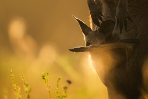 AP's free monthly photo comp Feb '26 - the winners!