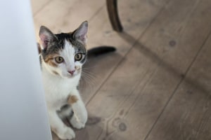Mars to use recycled plastic for pet food packaging