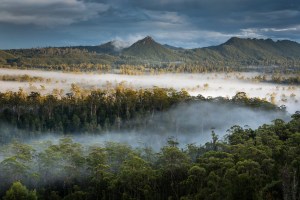 Australian takes out top honours at inaugural Rainforest Rescue Canopy Awards 