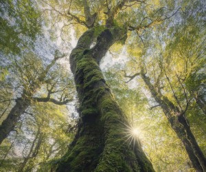 Towering Tasmanian Myrtle beech tree wins international rainforest photography competition