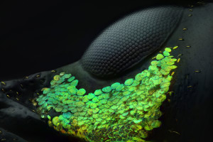 Nikon Small World competition winners revealed