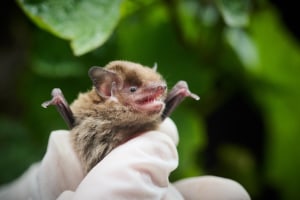 Small but mighty: Vineyard micro-bats