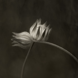 The wonders of wildflowers (part one)