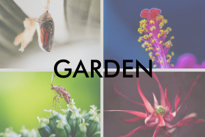 April 'Garden' free monthly photo comp: the results!