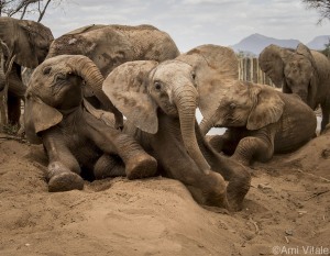 Ami Vitale Flash Print Sale Supports Elephant Sanctuary