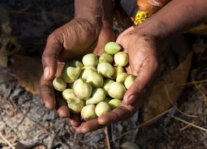 Fraudulent Kakadu plum extracts discovered on international market