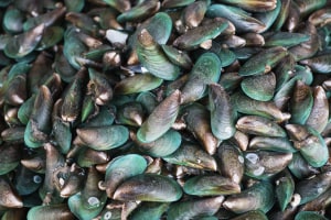A corrosion-free shellfish solution